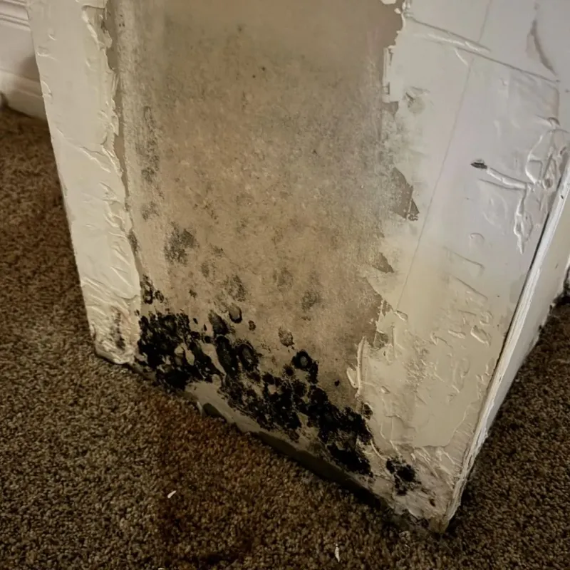 Professional Mold Removal in Key Center, WA